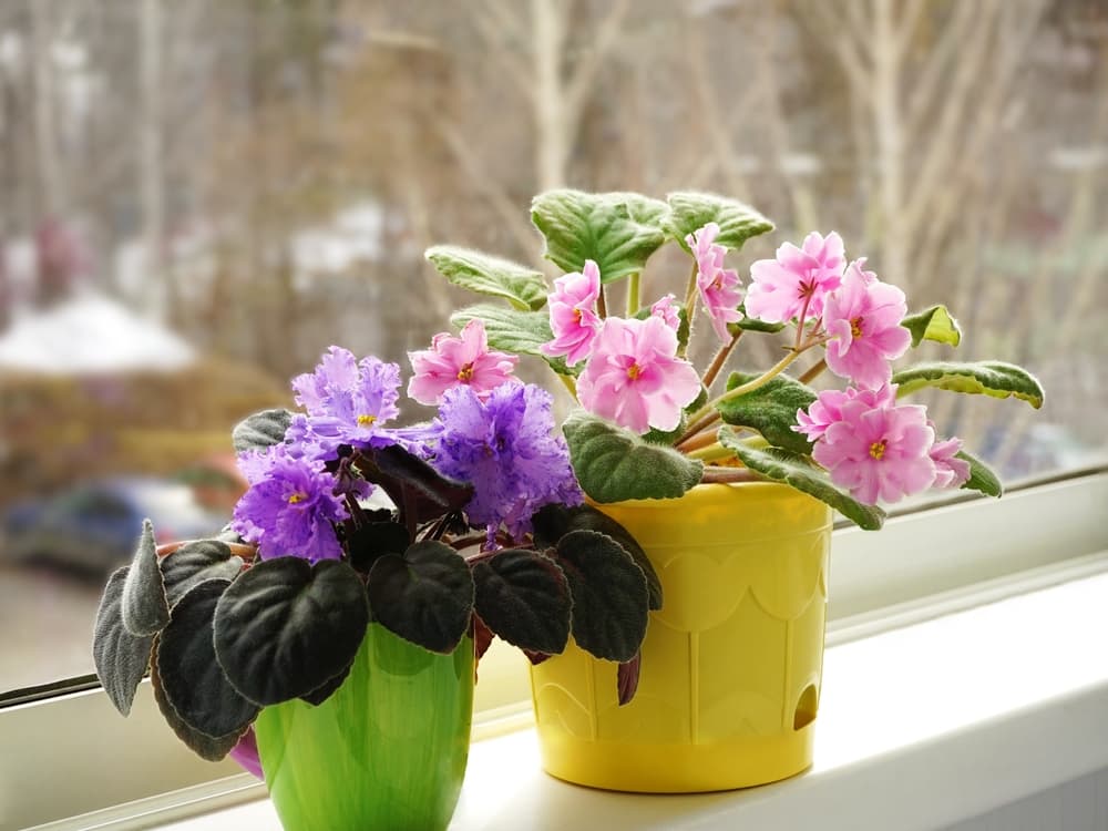 purple and pink flowers of potted Streptocarpus teitensis