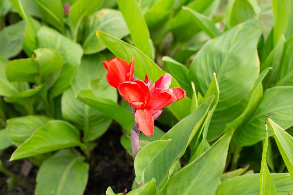 beautiful red canna with single red flowering stem and large leaves in the background