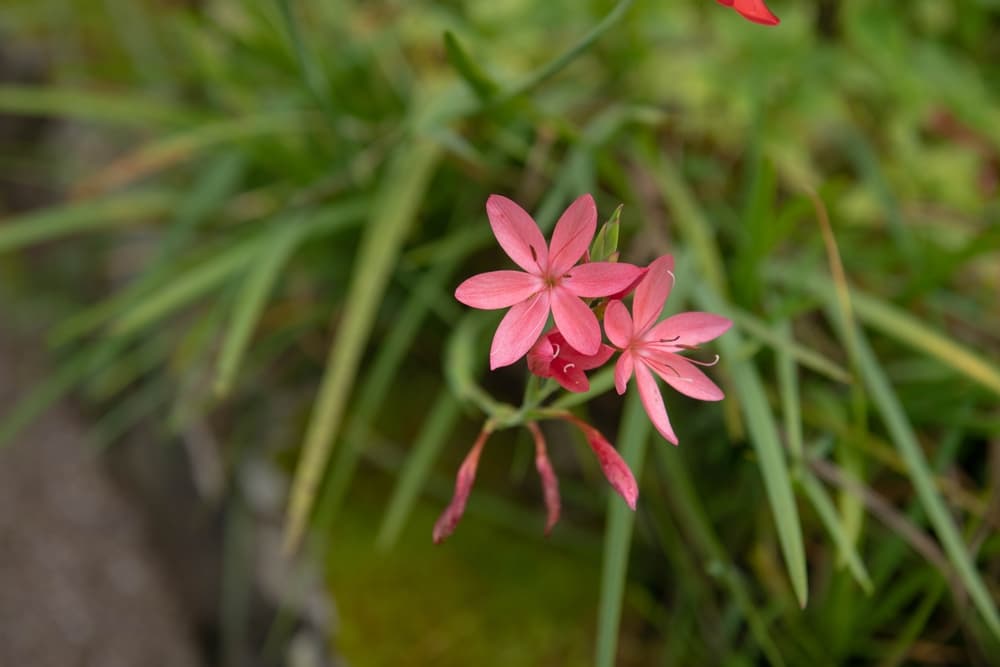 Crimson Flag flowers extending out from spiky foliage