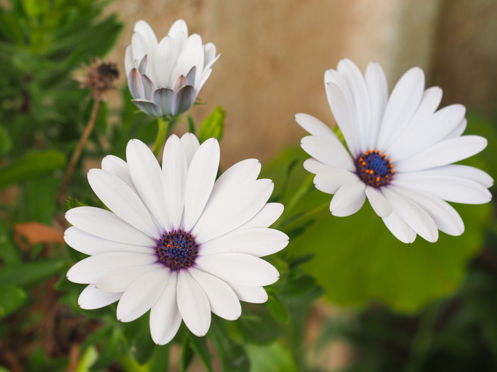 African Daisy 'White Pim' with white petals and a purple-blue centre growing outdoors