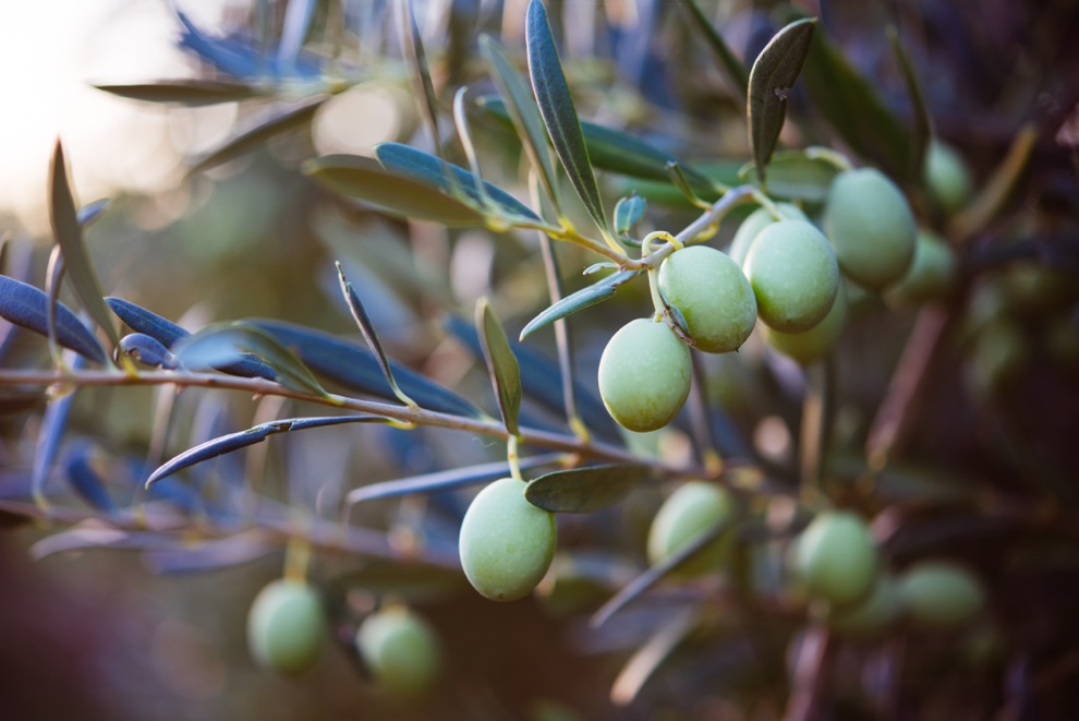 a close-up of green olives growing from the branches of on olive tree outside