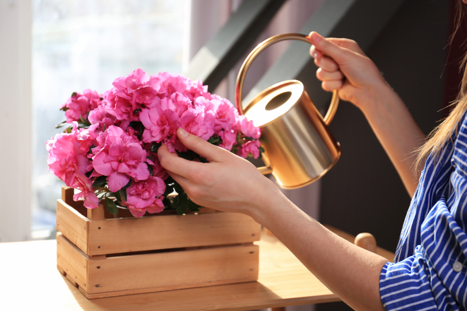 someone using a watering can to water azaleas with pink flowers growing in a wooden container
