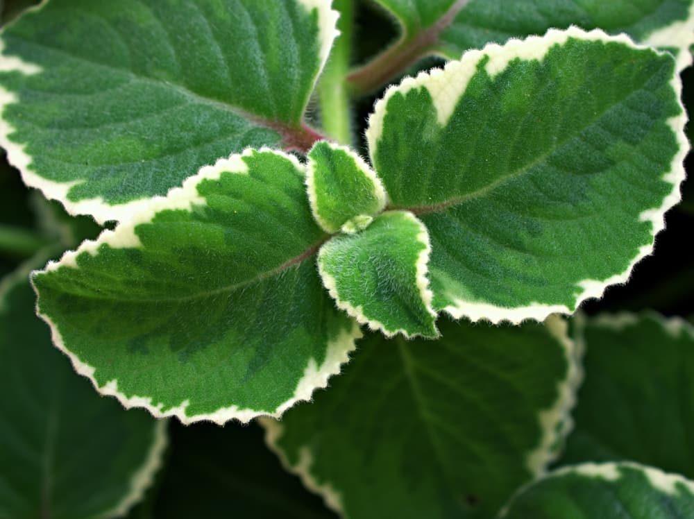 white and green leaves of B. officinalis ‘Variegata’