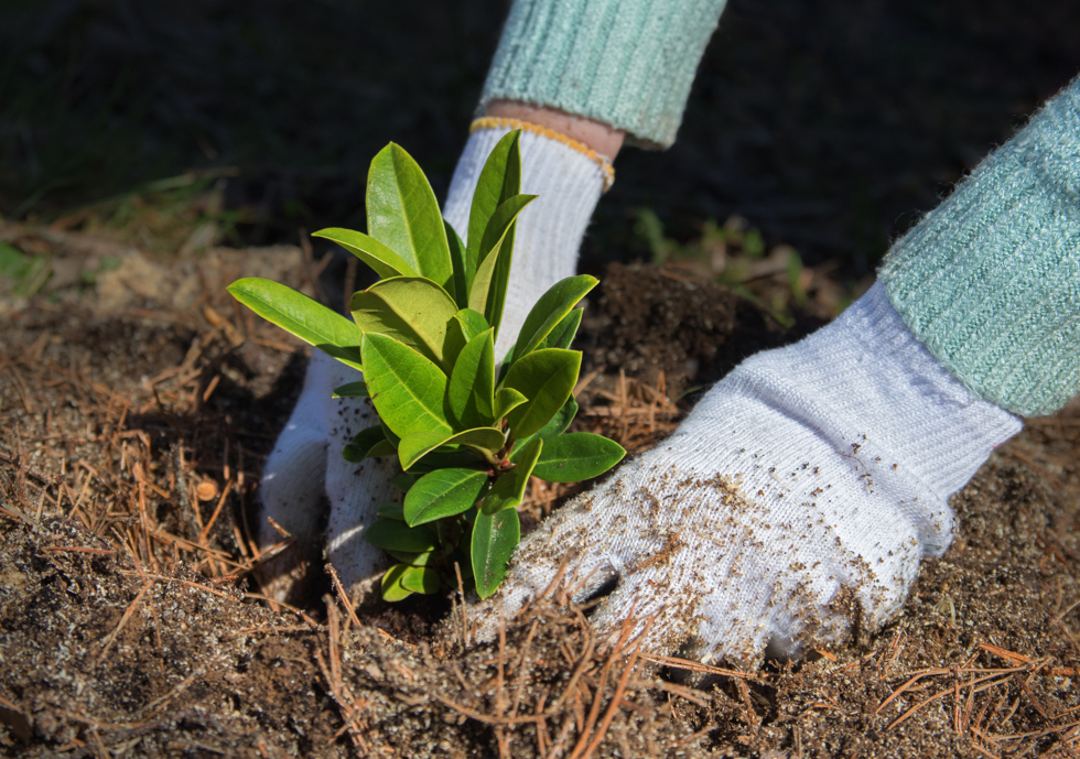 gardener with gloves planting a small azalea into some soil