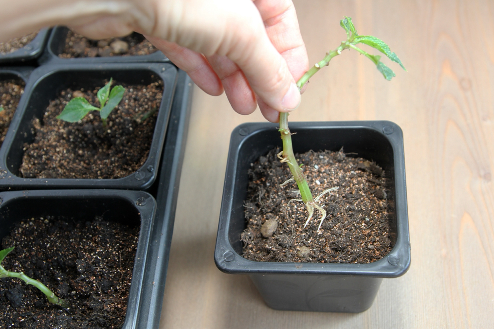 a cutting from a plant being placed in a small seed tree to be proapagated