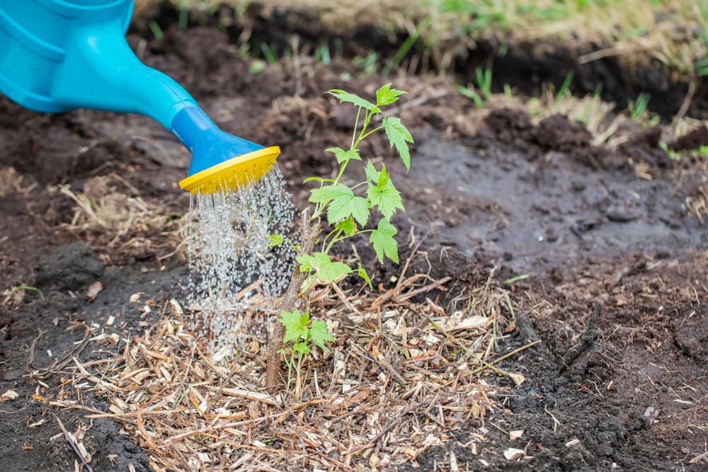 a heavily mulched berry bush seedling being watered from a blue and yellow watering can