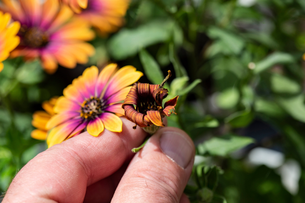 someone pinching the deadhead of an orange and purple flowering osteospermum