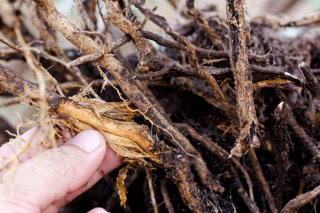 someone the roots of a plant that is demonstrating the withered appearance of root rot