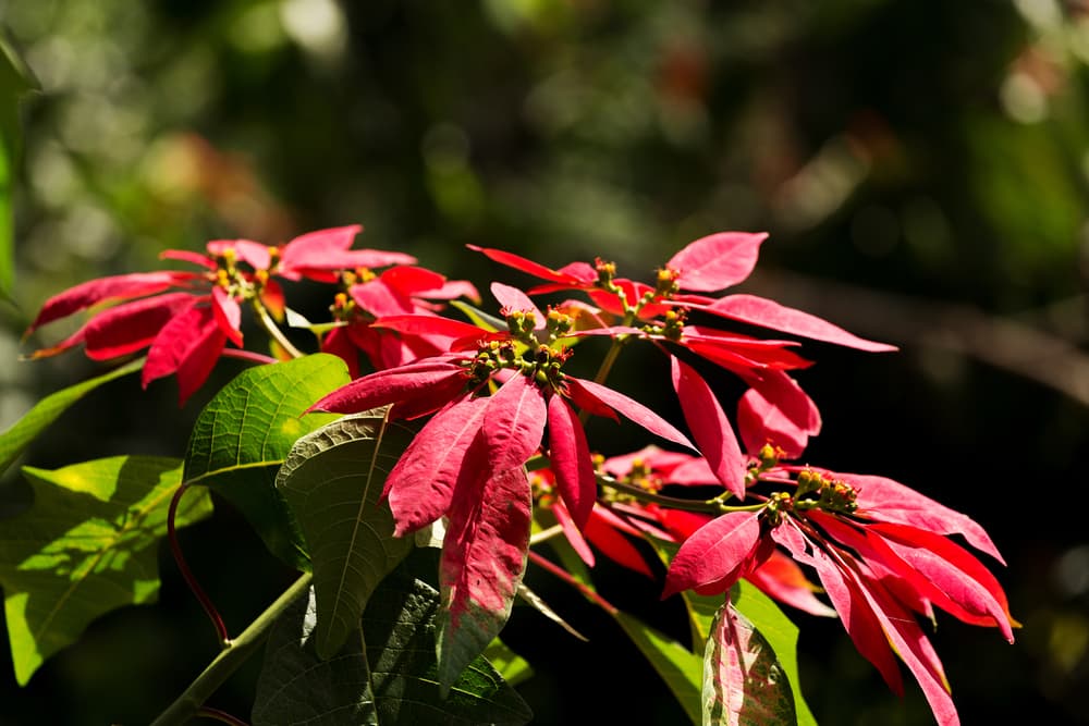 Euphorbia pulcherrima growing in bright sunlight in its native habitat