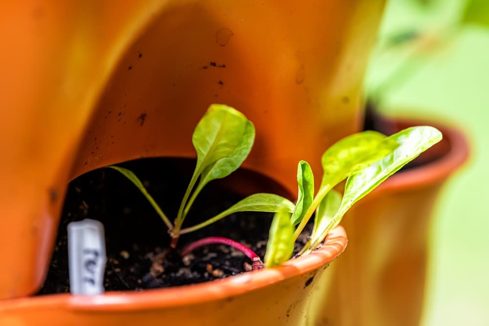 perpetual spinach seedlings growing from an orange vertical planter