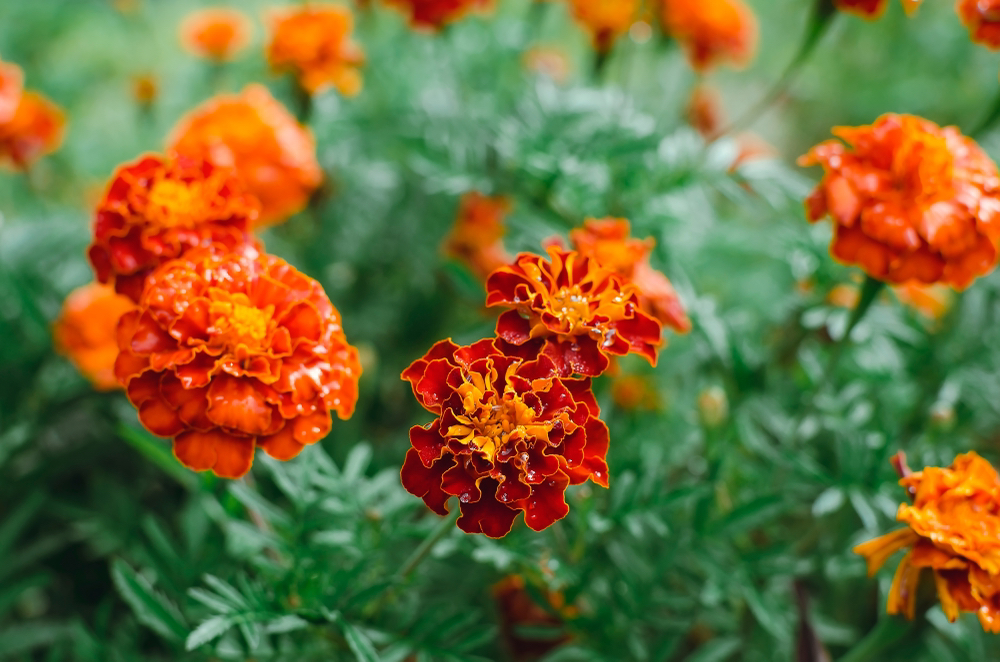 tagetes patula with orange flowers and dark green foliage growing outdoors