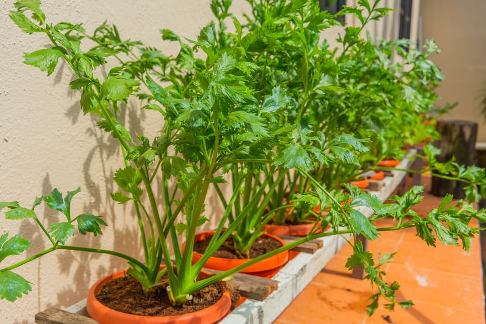 parsley plants growing from orange plastic containers on the edge of a patio garden