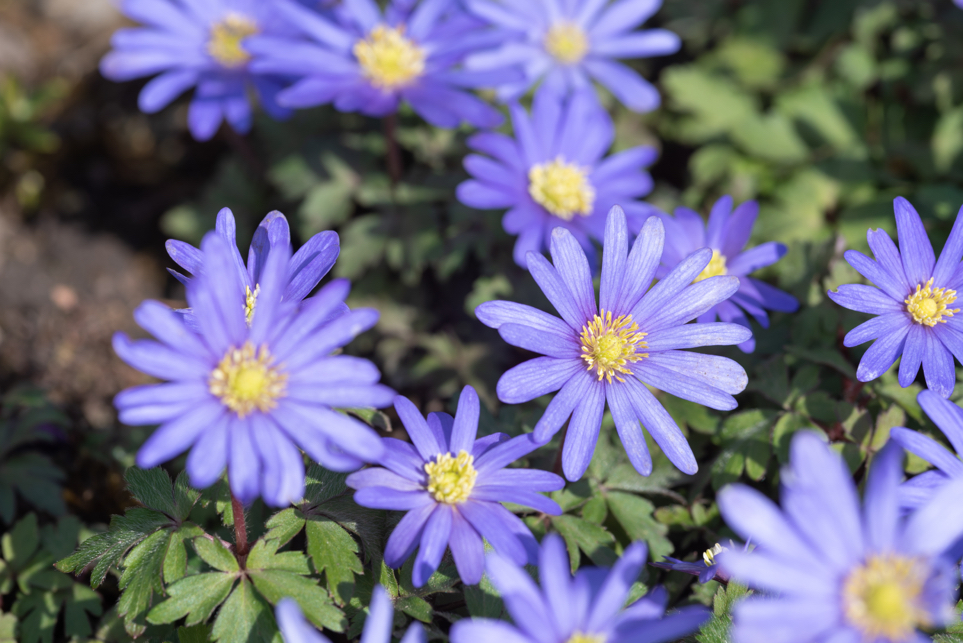  Anemone blanda blue-flowered with lilac coloured petals and yellow centres growing in the ground outside