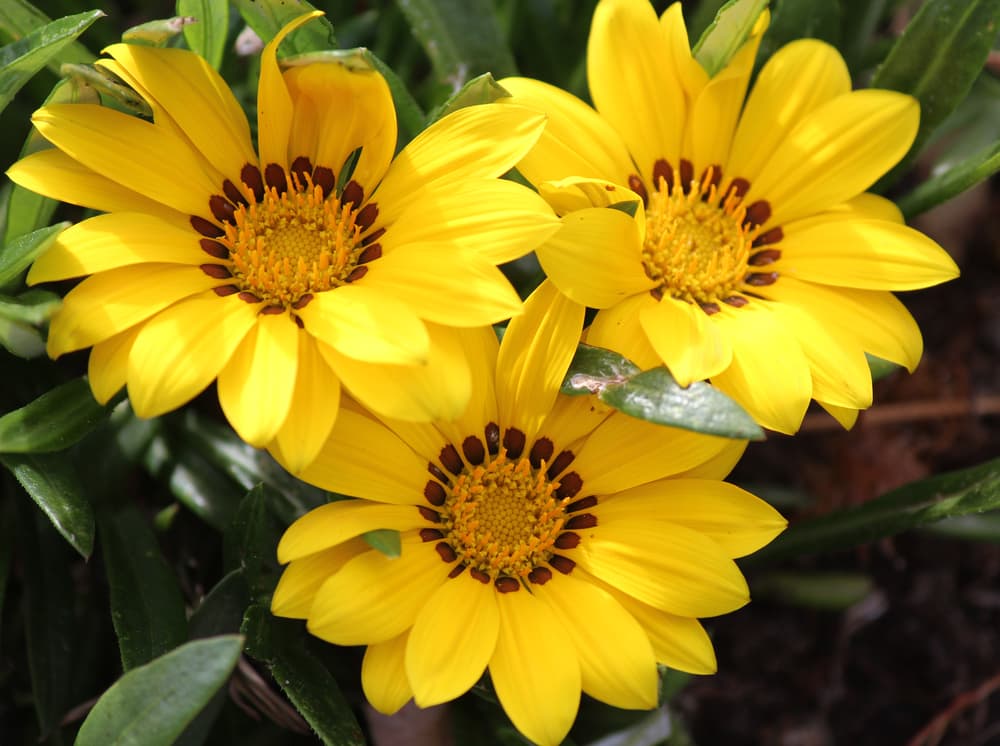 three Gazania Chansonette flowers with bright yellow petals