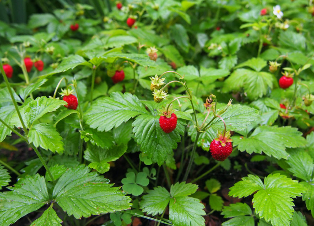 lots of large strawberry plants bearing red fruits growing outside 