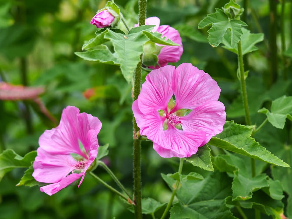 pink veined petals of L. thuringiaca on an upright stem