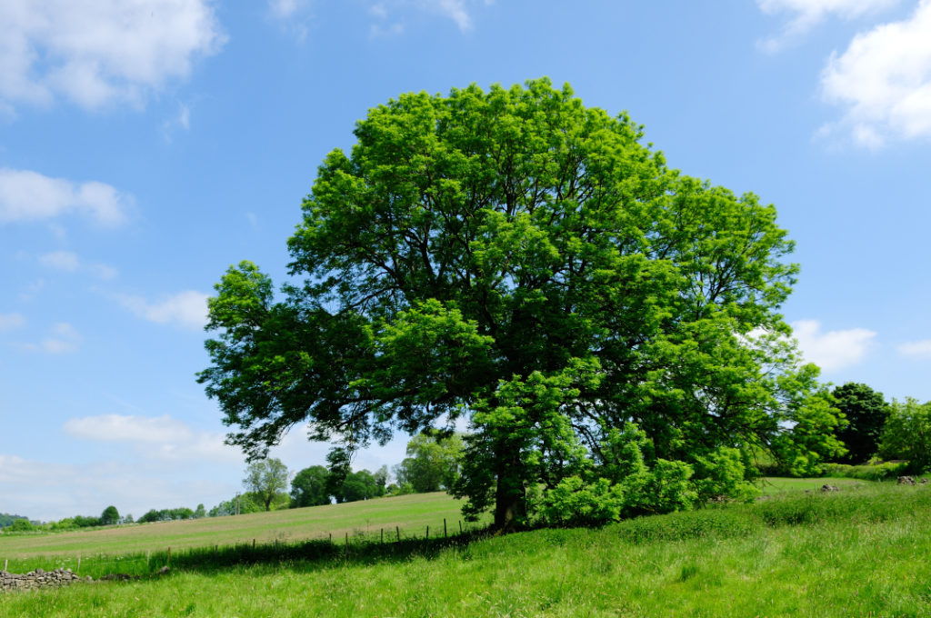 a healthy full-sized ash tree growing in a grassy field with a blue sky and clouds in the background