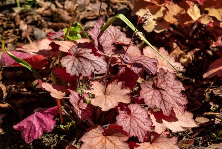 Heuchera Plant Care & Growing Tips Horticulture.co.uk