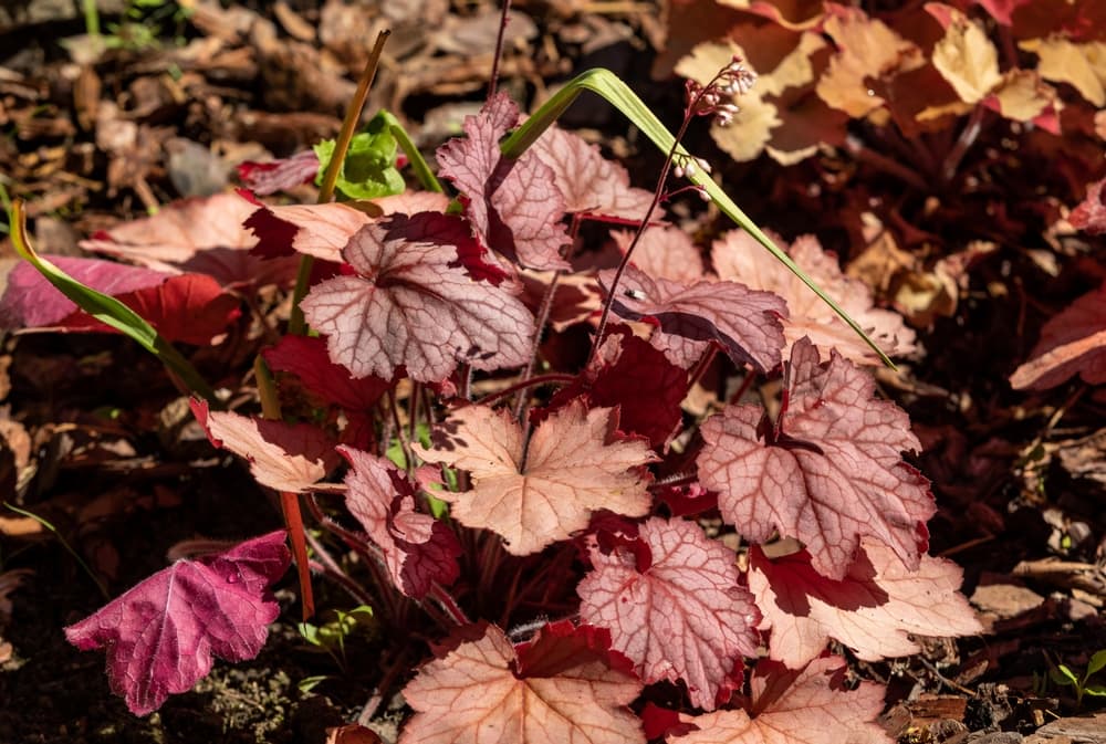 Heuchera plants with red and brown foliage growing from a garden border