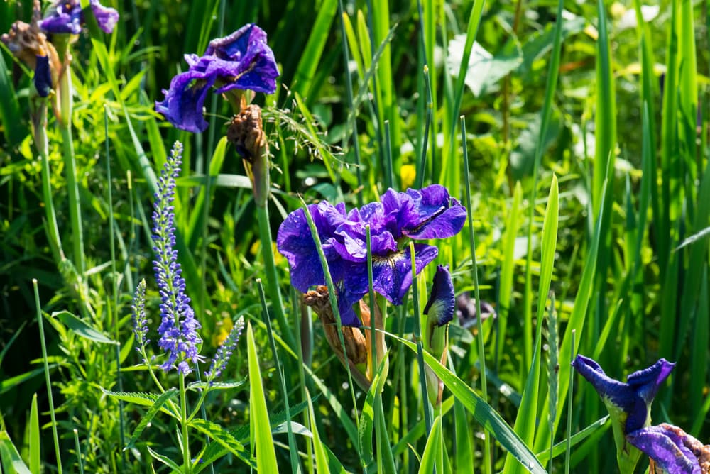 Iris Siberian 'Concord Crash' and Veronica longifolia in bloom in a summer garden