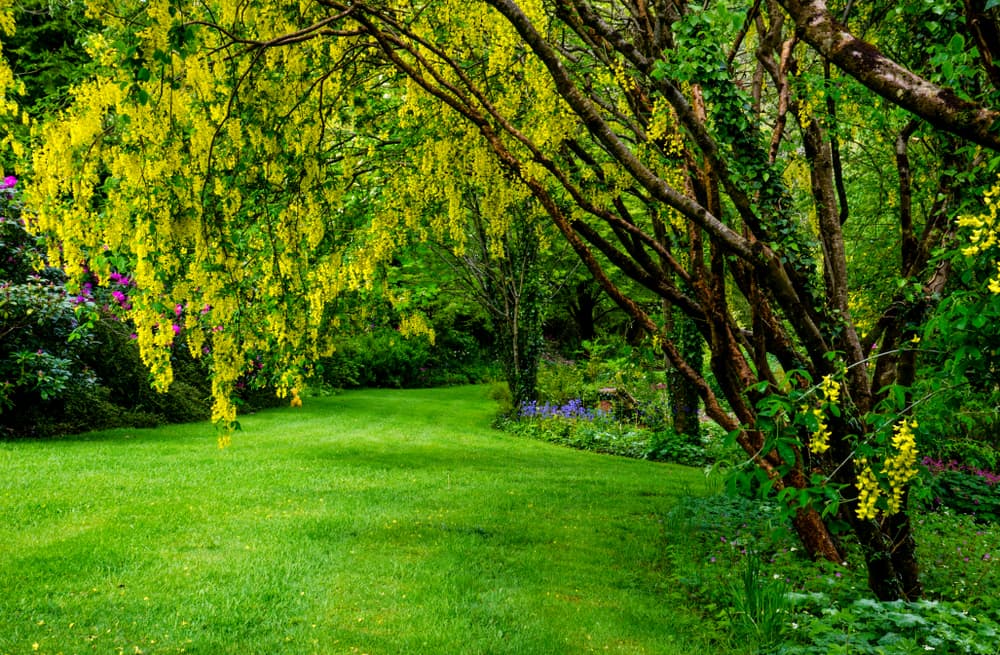 laburnum tree in blossom hanging over a large lawned area in a beautiful garden