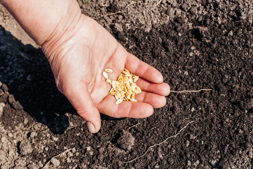 melon seeds held in the palm of a hand with soil in the background