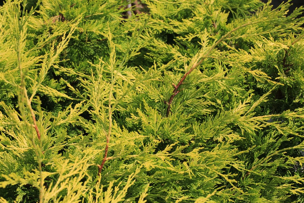 leylandii conifer with light green foliage