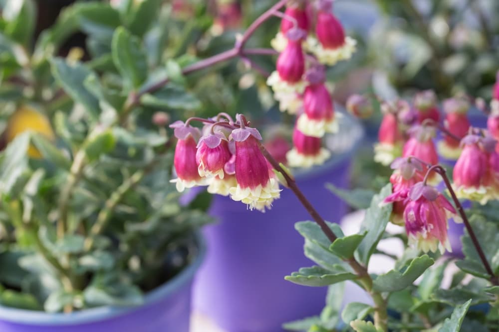 hanging bell shaped flowers of K. porphyrocalyx