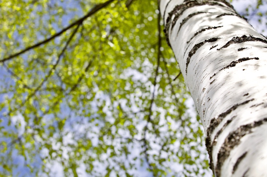 the silver trunk of a birch tree with its leaves hanging overhead in front of a blue sky