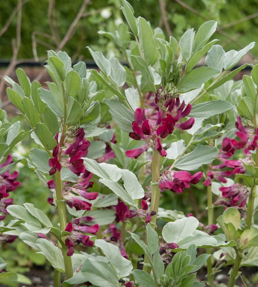 Crimson Flowered broad bean plants with beautiful blooms