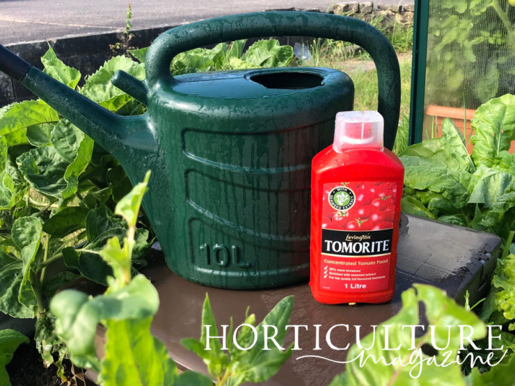 How & When To Feed Tomato Plants Horticulture.co.uk