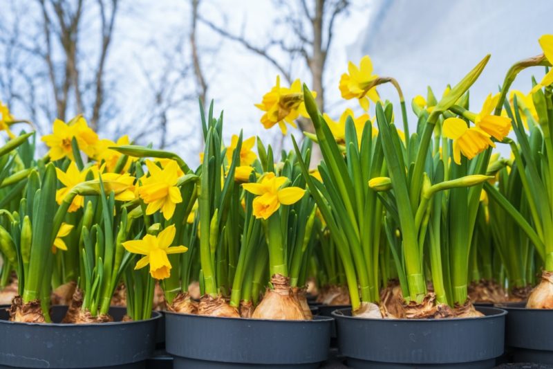 Daffodil Blindness (And How To Fix It) Horticulture.co.uk