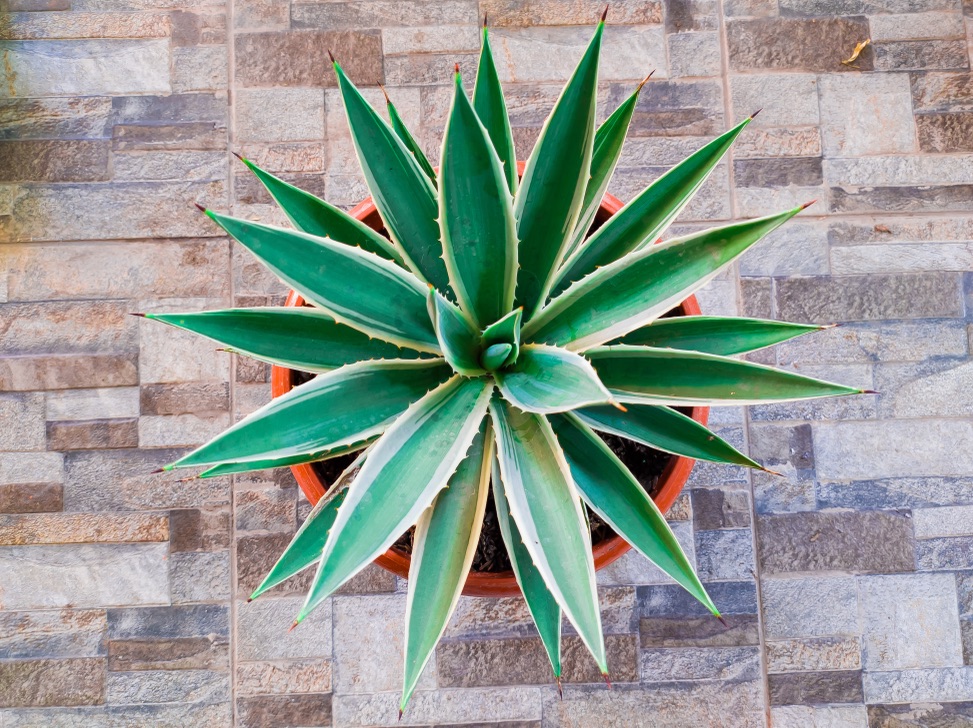 a spiky agave plant growing in a container sat inside on a tiled floor