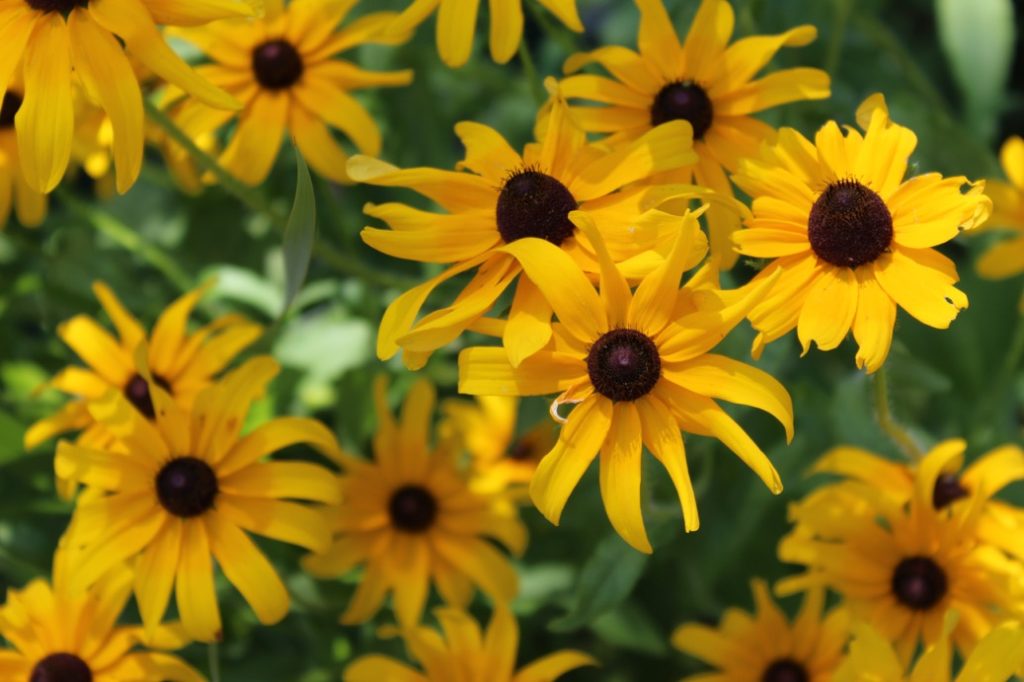 yellow black-eyed Susans with black centres growing outside with a leafy backdrop