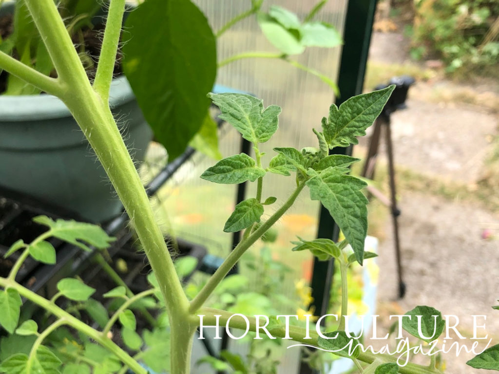a stem of a tomato plant with a side shoot inside a greenhouse with trays in the background