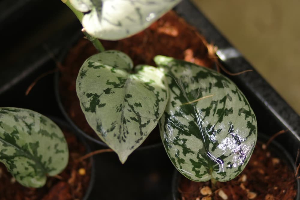 leaves of Epipremnum pictum 'Silvery Ann' from a bird's eye view