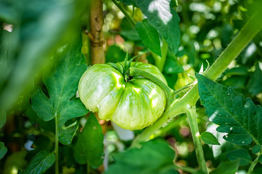 a bulbous large green Cherokee tomato in various shades of green