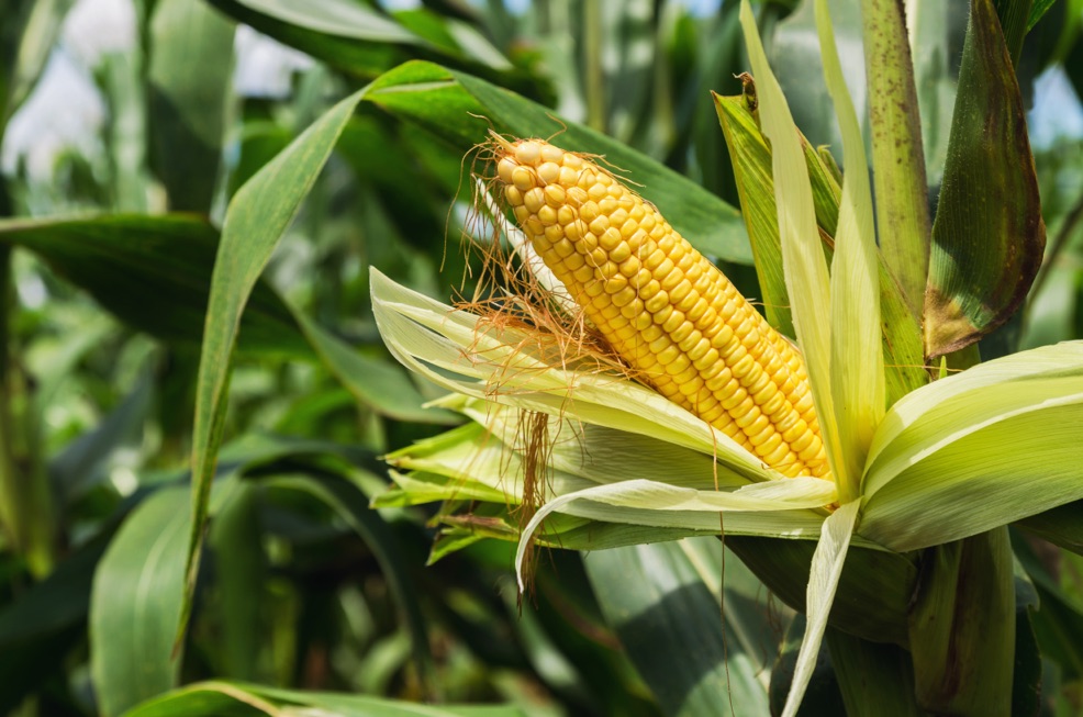a sweet corn sprouting from its big green leaves with other corn plants growing behind it