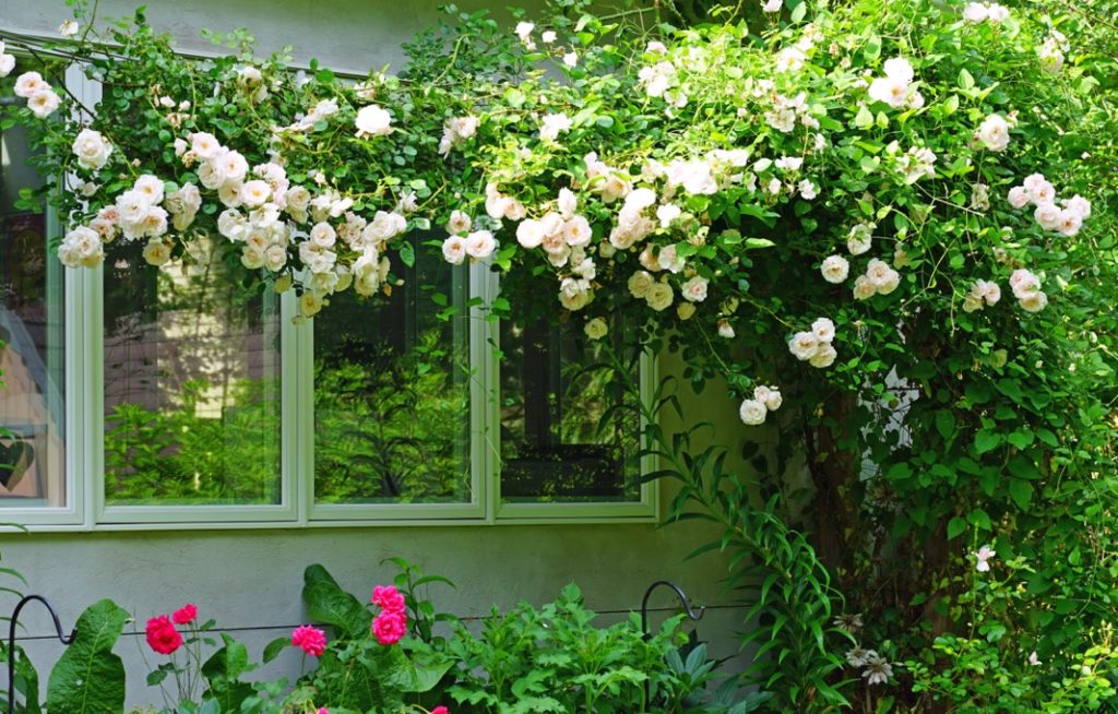 white Rosa setigera growing against a house and hanging over its glass windows