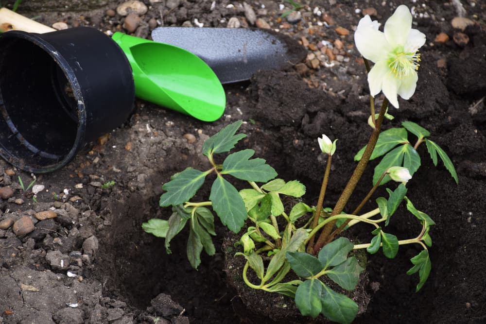 white flowering hellebore plant sat in a planting hole