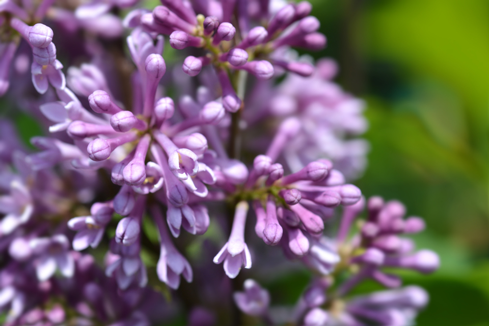 purple flowering lilacs growing outside with a blurred green background