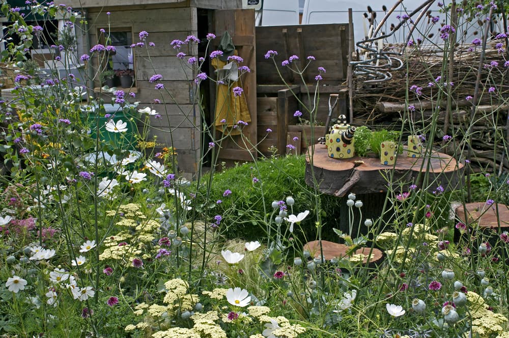 a country garden with an old potting shed and verbena bonariensis flowers and poppy seedheads in the foreground