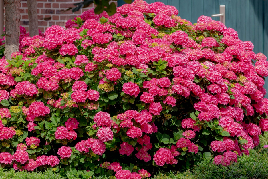 deep pink flowering hydrangea shrub growing outside in front of a blue fence