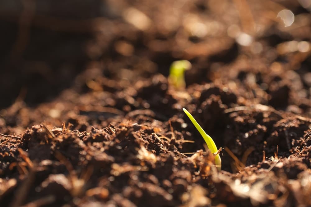 emerging shallot plant growing from soil in spring