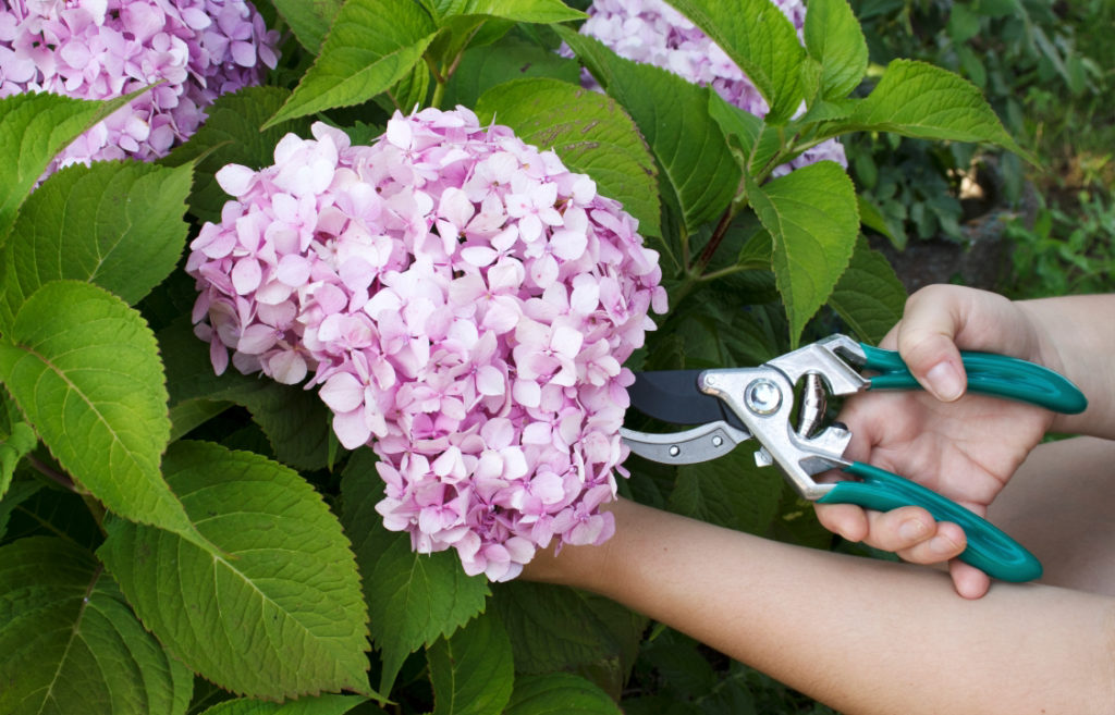 green secateurs being used to take a cutting from a pink hydrangea plant growing outside