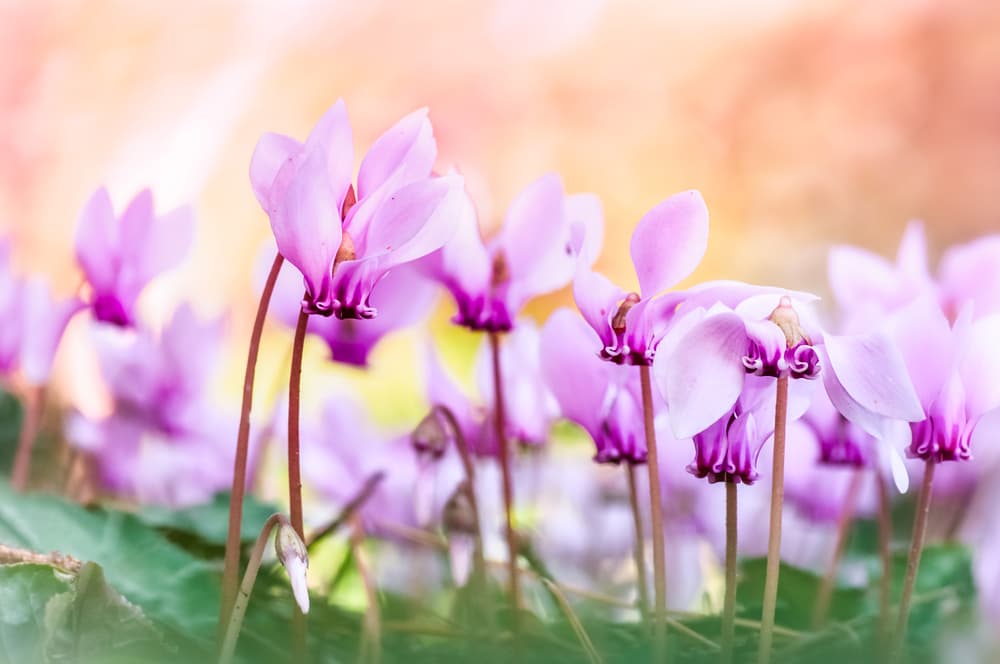 wild cyclamen flowers in shades of pink and white