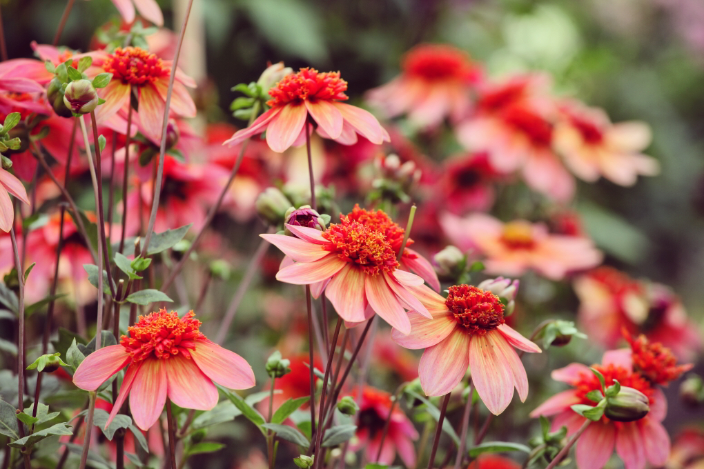 dahlia 'totally tangerine' with orange centres and pink flowers growing outside in a flower bed