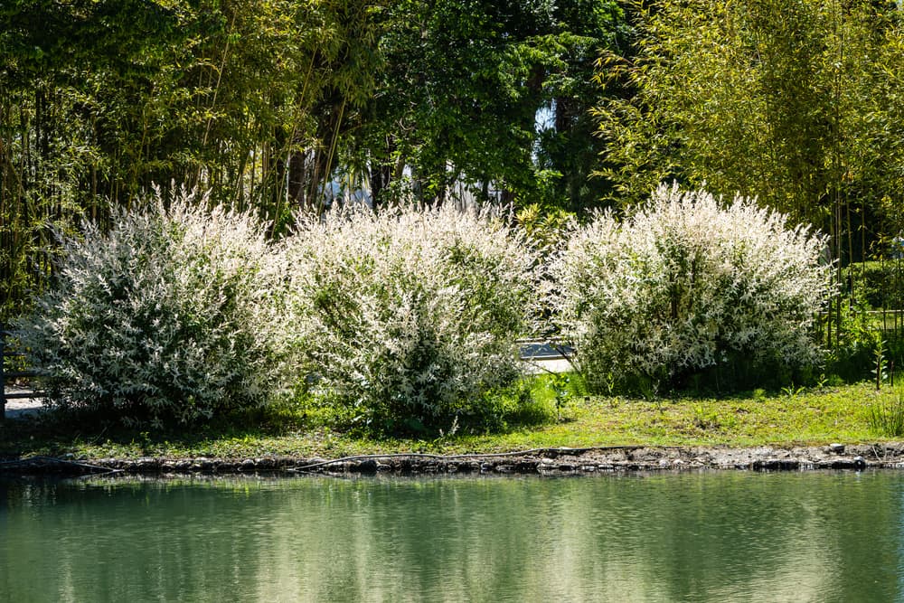 Hakuro-Nishiki shrubs growing at the edge of a lake