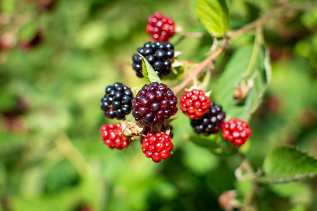 a close-up of several blackberries growing from its shrub with a green leafy background
