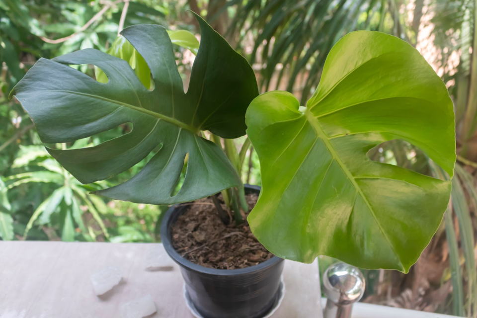 a potted monstera with two large leaves on a surface growing outside
